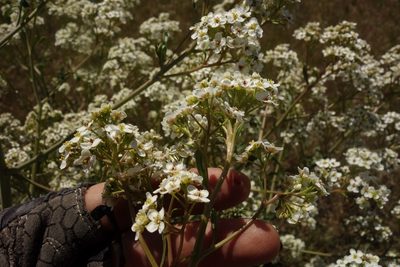 Crambe tataria, photographed by Aleksei Baushev