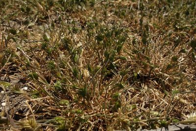 Eremopyrum triticeum, photographed by Aleksei Baushev