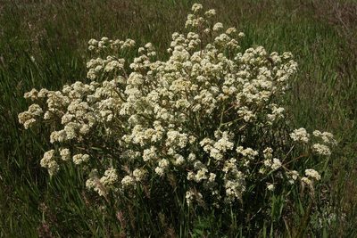 Crambe tataria, photographed by Aleksei Baushev