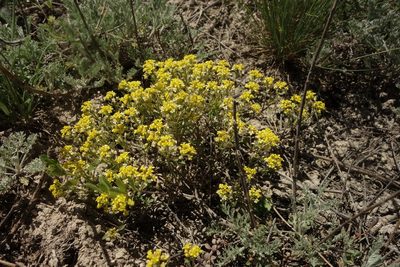 Odontarrhena tortuosa, photographed by Aleksei Baushev