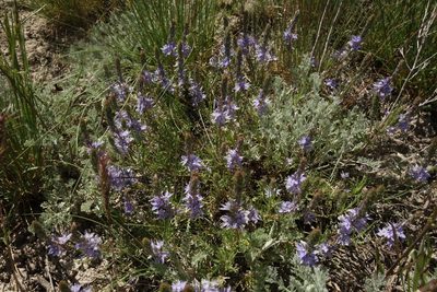 Veronica multifida, photographed by Aleksei Baushev