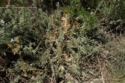Astragalus testiculatus, photographed by Aleksei Baushev