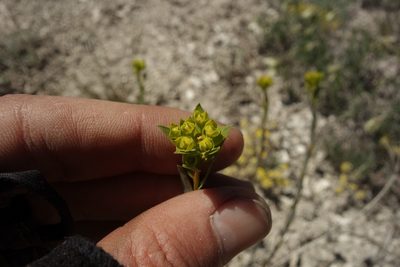 Euphorbia seguieriana, photographed by Aleksei Baushev