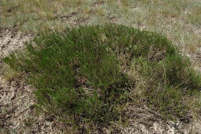 Artemisia salsoloides, photographed by Aleksei Baushev