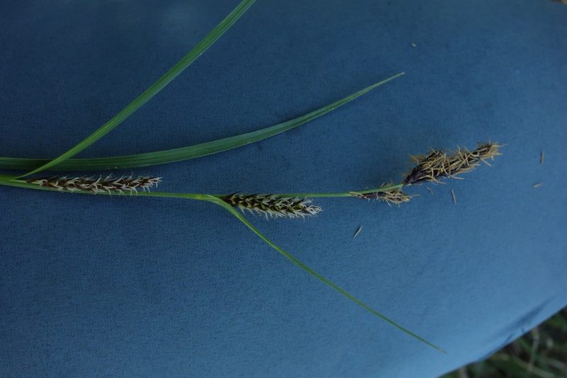 Carex melanostachya, photographed by Aleksei Baushev