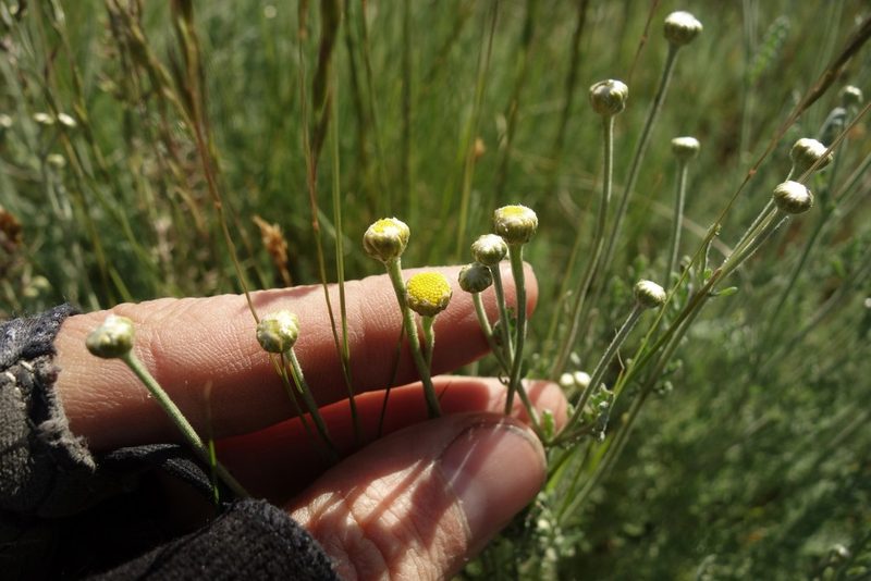 Tanacetum achilleifolium, photographed by Aleksei Baushev