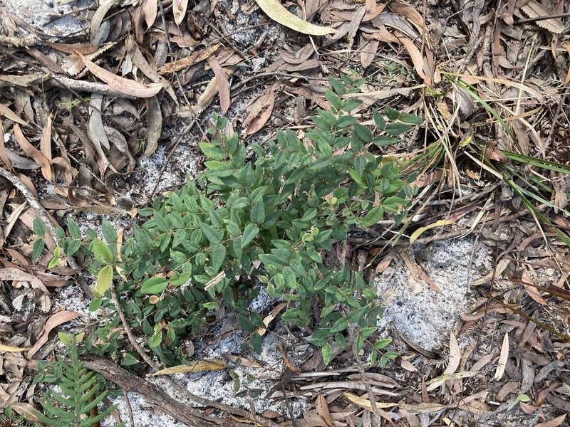 Bossiaea formosa, photographed by Thomas Mesaglio