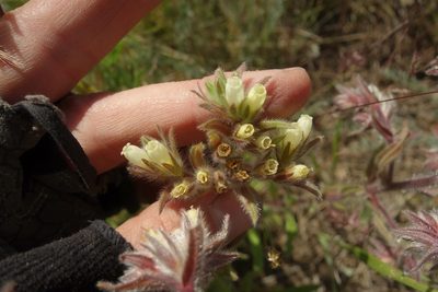 Onosma tinctoria, photographed by Aleksei Baushev