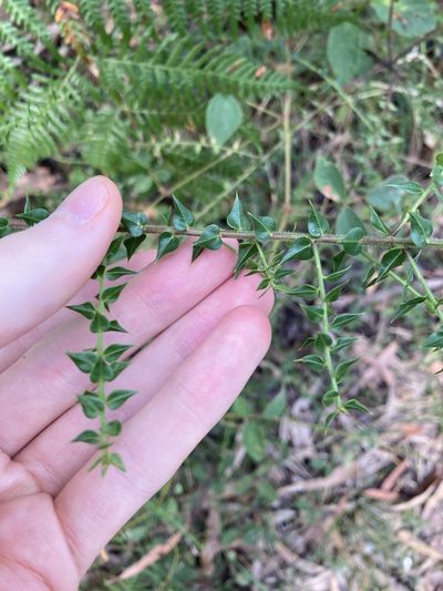 Daviesia umbellulata, photographed by Thomas Mesaglio