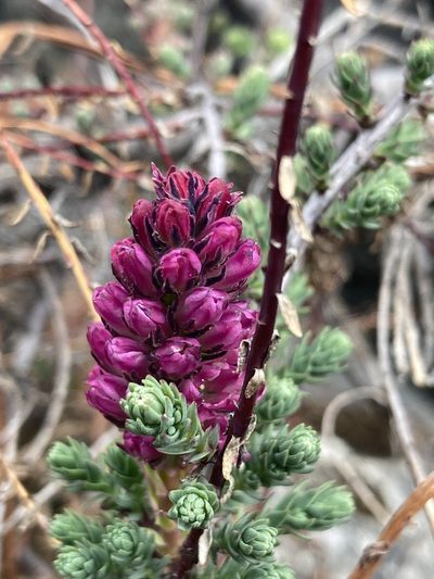 Myricaria rosea, photographed by John Kenrick Gibson
