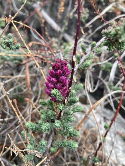 Myricaria rosea, photographed by John Kenrick Gibson