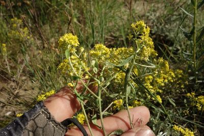 Odontarrhena tortuosa, photographed by Aleksei Baushev