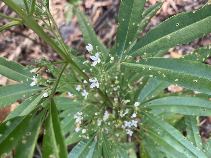 Zieria arborescens, photographed by Thomas Mesaglio