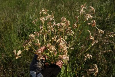 Hesperis tristis, photographed by Aleksei Baushev