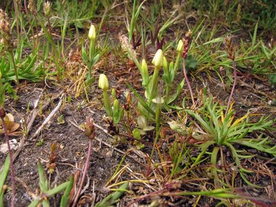 Centaurium maritimum, photographed by José Luis Camaño