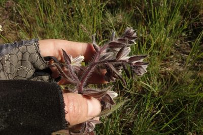 Onosma tinctoria, photographed by Aleksei Baushev