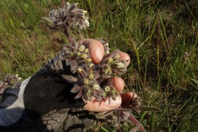 Onosma tinctoria, photographed by Aleksei Baushev