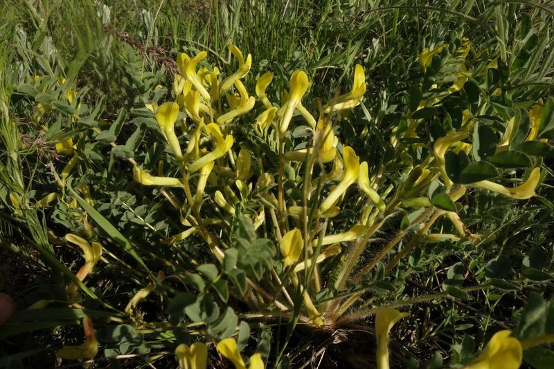 Astragalus longipetalus, photographed by Aleksei Baushev