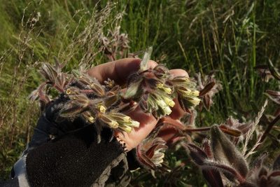 Onosma tinctoria, photographed by Aleksei Baushev