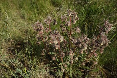 Onosma tinctoria, photographed by Aleksei Baushev