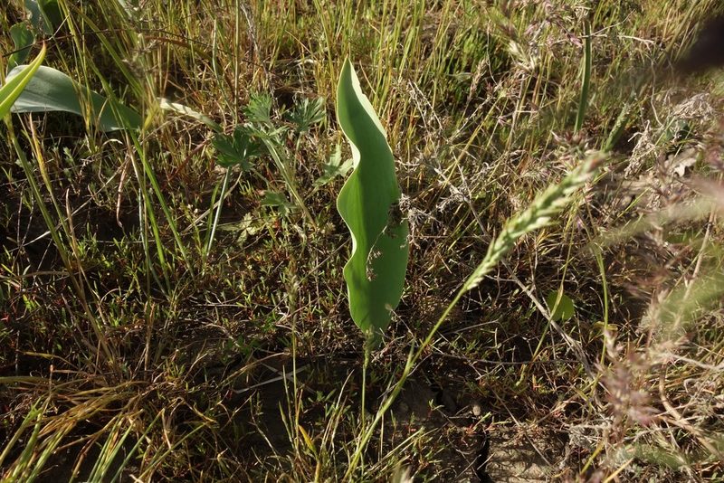 Tulipa suaveolens, photographed by Aleksei Baushev