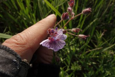 Geranium linearilobum, photographed by Aleksei Baushev