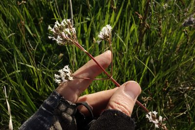 Valeriana tuberosa, photographed by Aleksei Baushev