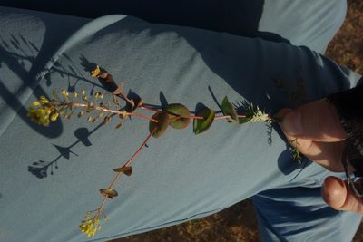 Lepidium perfoliatum, photographed by Aleksei Baushev