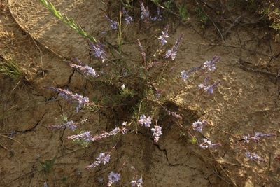 Veronica multifida, photographed by Aleksei Baushev