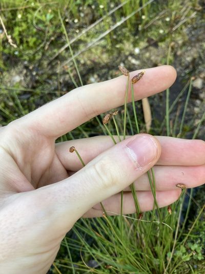 Fimbristylis nutans, photographed by Thomas Mesaglio