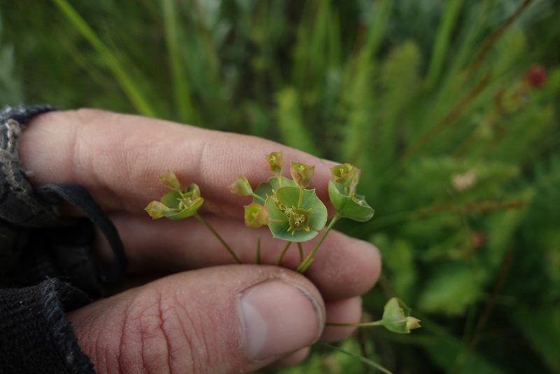 Euphorbia leptocaula, photographed by Aleksei Baushev
