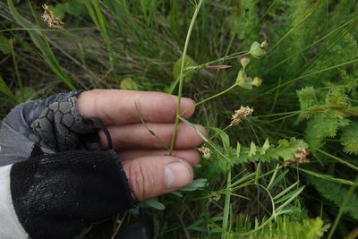 Euphorbia leptocaula, photographed by Aleksei Baushev