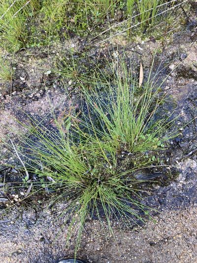 Fimbristylis nutans, photographed by Thomas Mesaglio