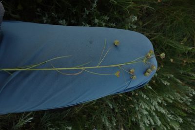 Euphorbia leptocaula, photographed by Aleksei Baushev