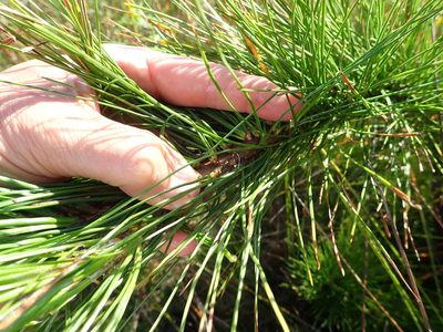 Pinus radiata, photographed by Arnim Littek