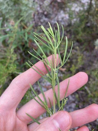 Zieria laevigata, photographed by Thomas Mesaglio