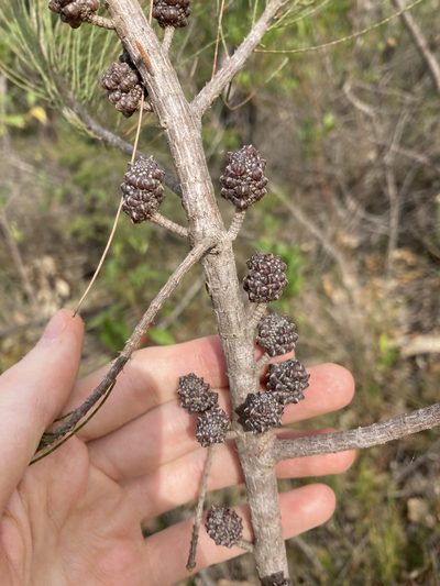 Allocasuarina thalassoscopica, photographed by Thomas Mesaglio