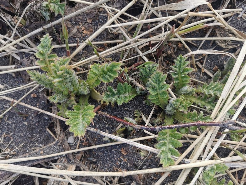 Cirsium kamtschaticum, photographed by Валерия Ковалева