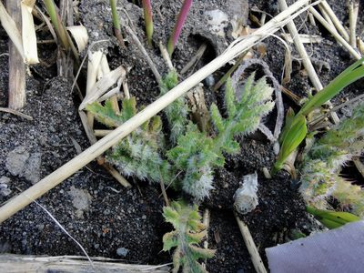 Cirsium kamtschaticum, photographed by Валерия Ковалева