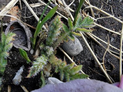 Cirsium kamtschaticum, photographed by Валерия Ковалева