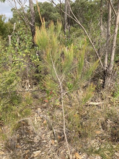Allocasuarina thalassoscopica, photographed by Thomas Mesaglio