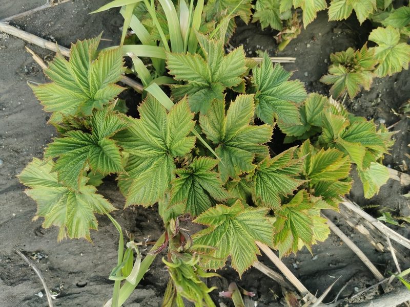 Filipendula camtschatica, photographed by Валерия Ковалева