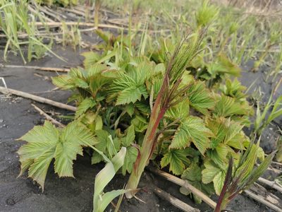 Filipendula camtschatica, photographed by Валерия Ковалева