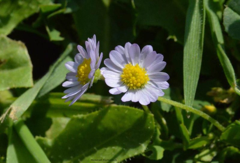 Bellis annua, photographed by Mourad Harzallah