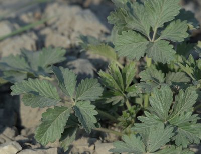 Potentilla intermedia, photographed by Pavel Komkov