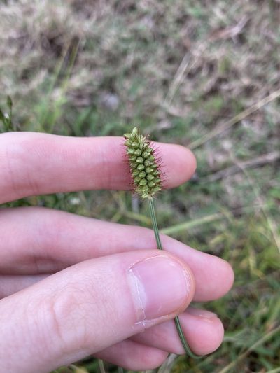 Setaria surgens, photographed by Thomas Mesaglio