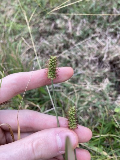 Setaria surgens, photographed by Thomas Mesaglio
