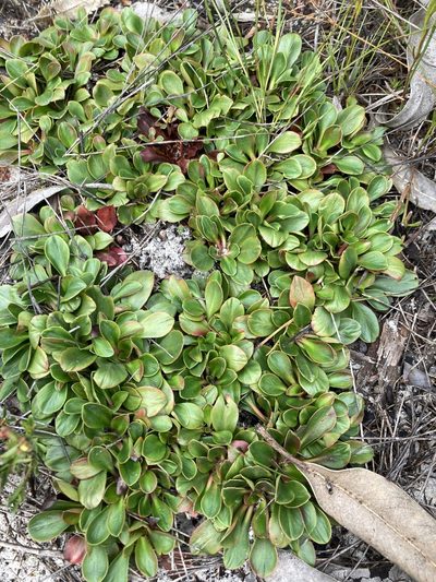 Stylidium ornatum, photographed by Thomas Mesaglio