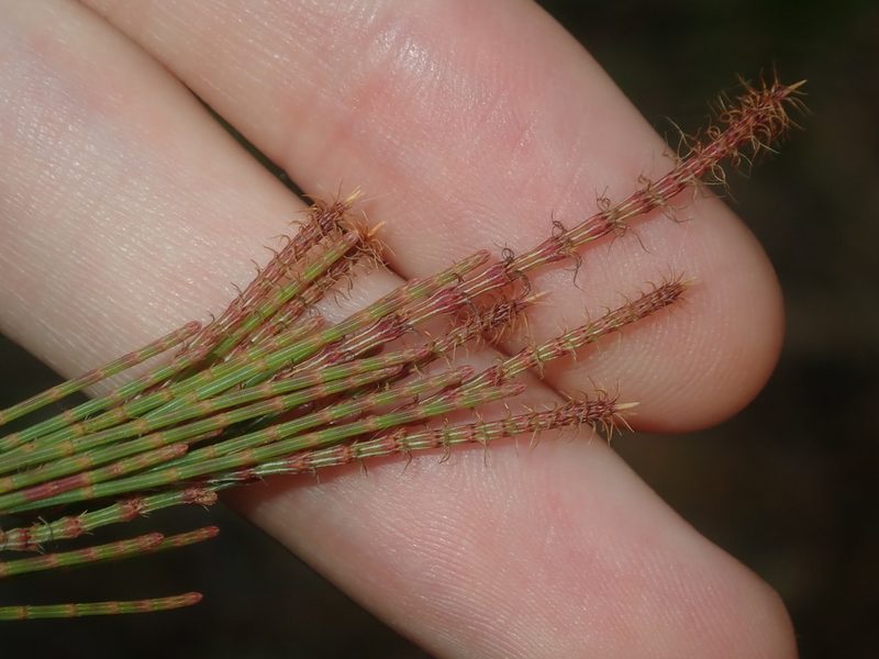 Allocasuarina thalassoscopica, photographed by Thomas Mesaglio