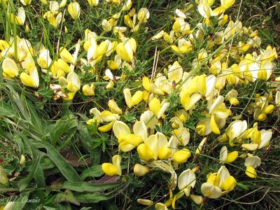 Cytisus commutatus, photographed by José Luis Camaño